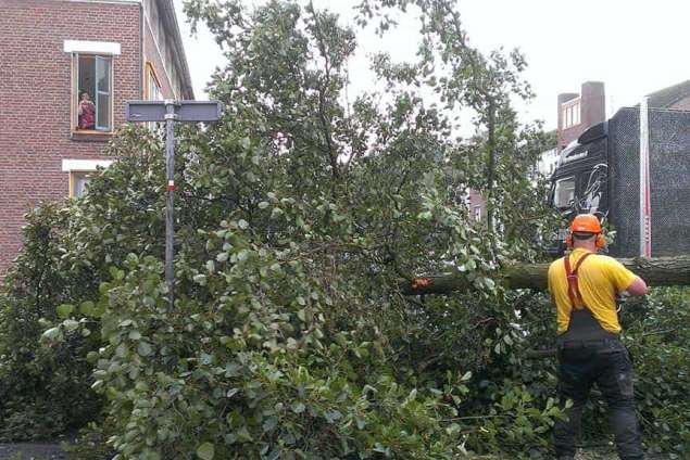 Opruimen van een elzen boom in Bergen op zoom Gentianstraat 